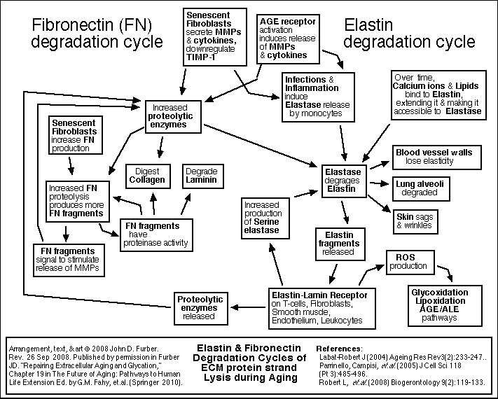 EC Elastin Degradation Pathways