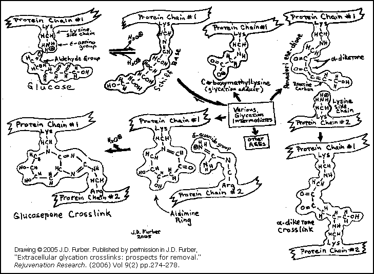 EC Protein Glycation Pathways